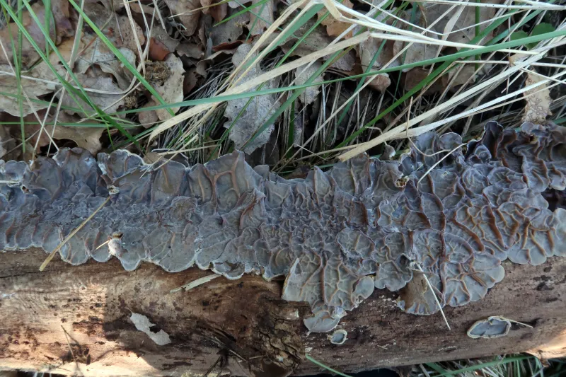 Auricularia mesenterica 1 - IMG_3163